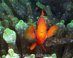 Nemo's Mummy protecting her Turf by Adrian Schokman 